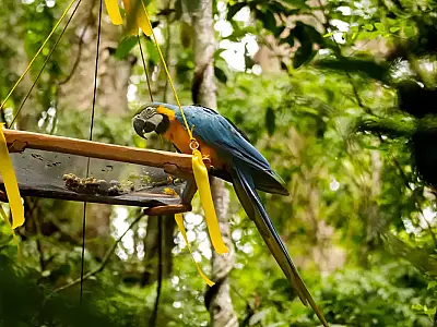 Iniciativa do Refauna e ICMBio restaura biodiversidade da Mata Atlântica.