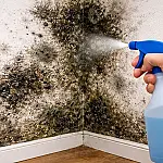 Como tirar mofo da parede: dicas práticas para deixar sua casa livre da umidade