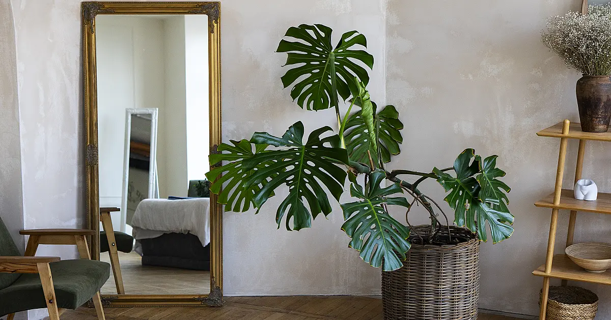 As melhores plantas para ter no quarto e melhorar seu sono e bem-estar