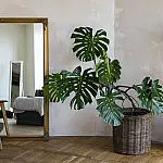 As melhores plantas para ter no quarto e melhorar seu sono e bem-estar