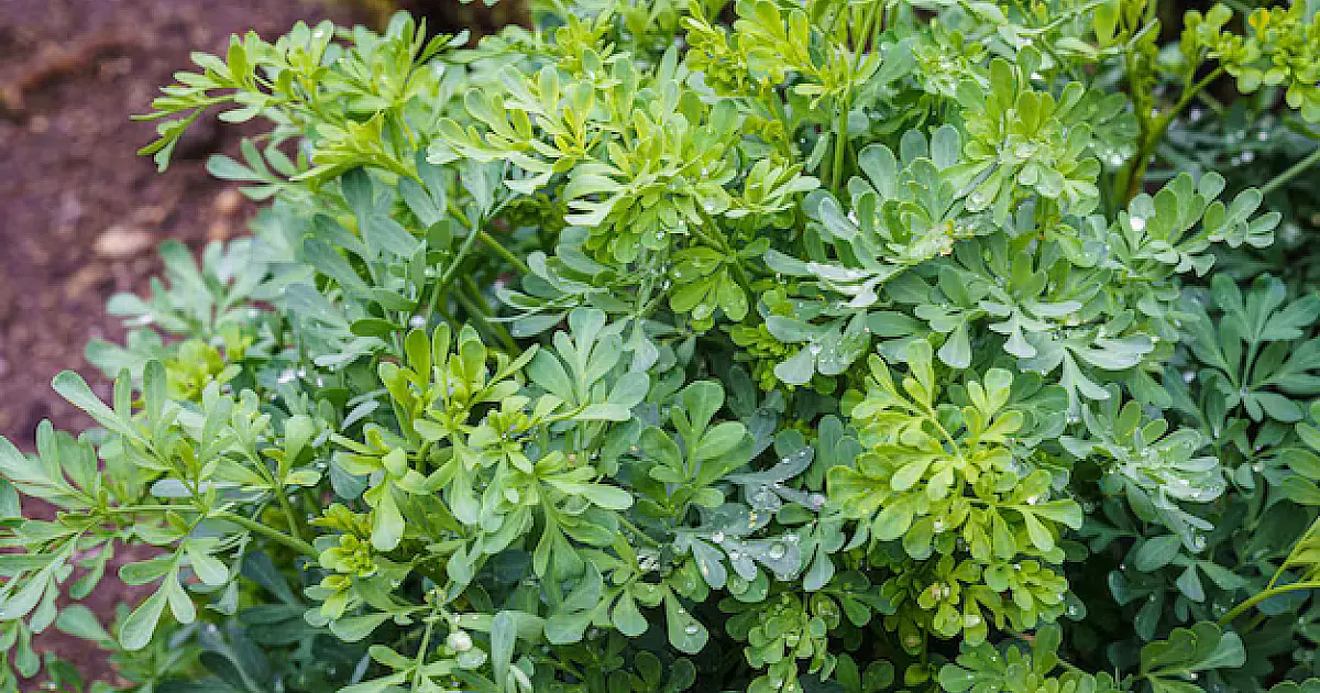 Arruda é utilizada como medida auxiliar no controle de escorpiões em áreas residenciais