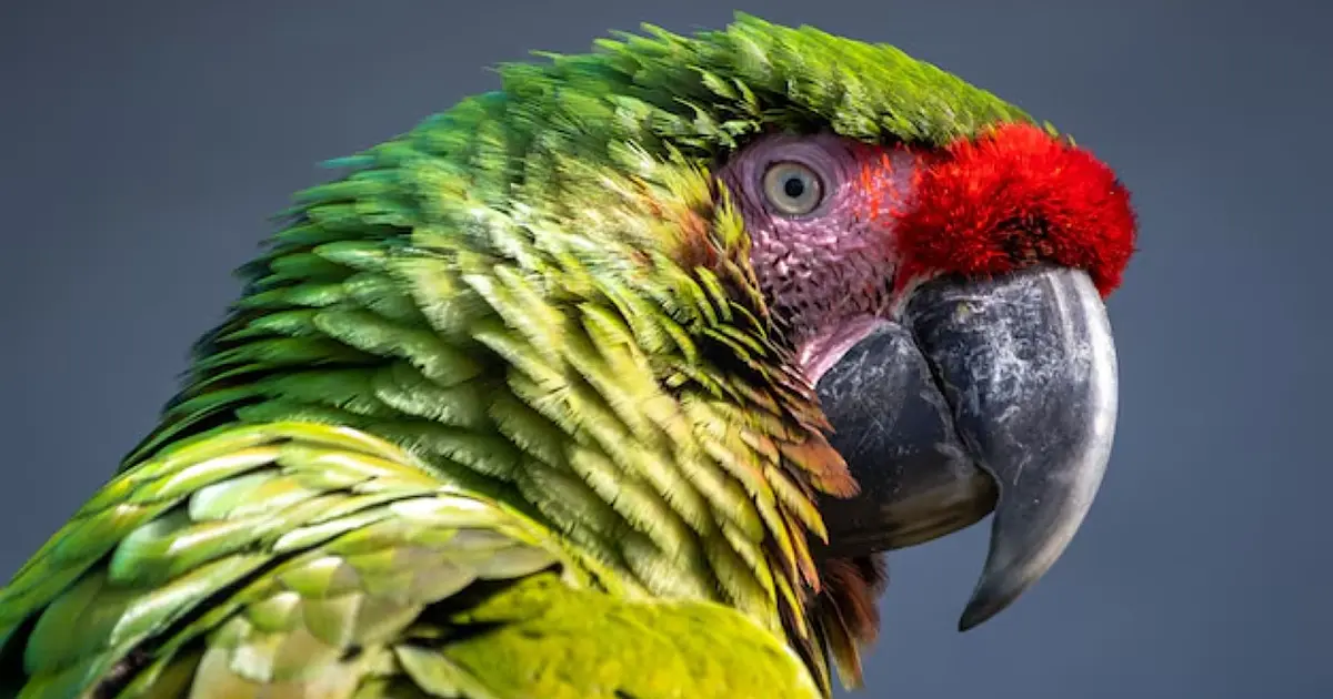 Papagaios “falam” com o peito: como eles imitam a voz humana