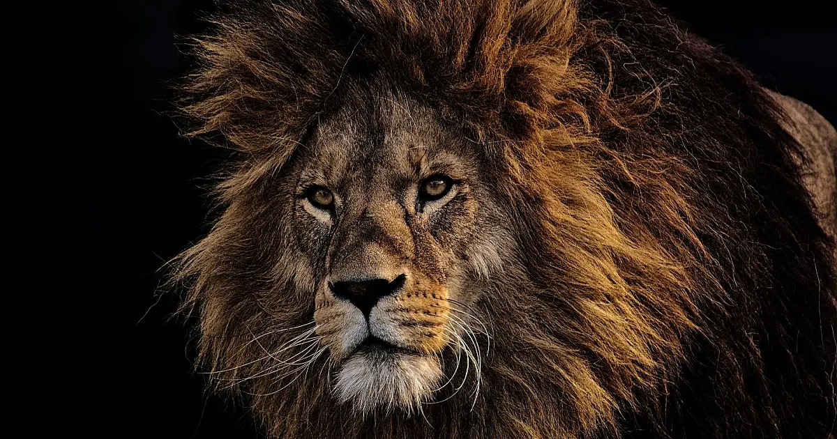 Ilustração do leão que simboliza o Imposto de Renda da Receita Federal.