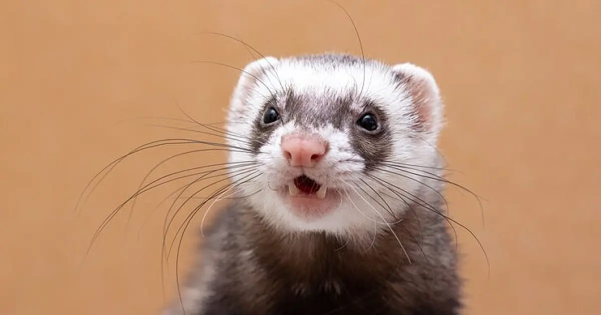 Furões fêmeas: se não rolarem os namoros, a saúde pode entrar em perigo