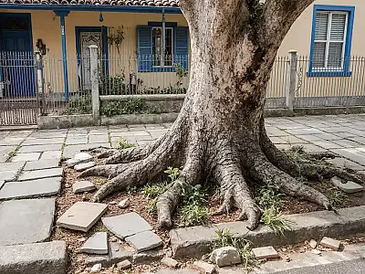 Saiba como escolher e plantar corretamente.