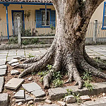 Calçada quebrada nunca mais: 4 árvores seguras para ruas