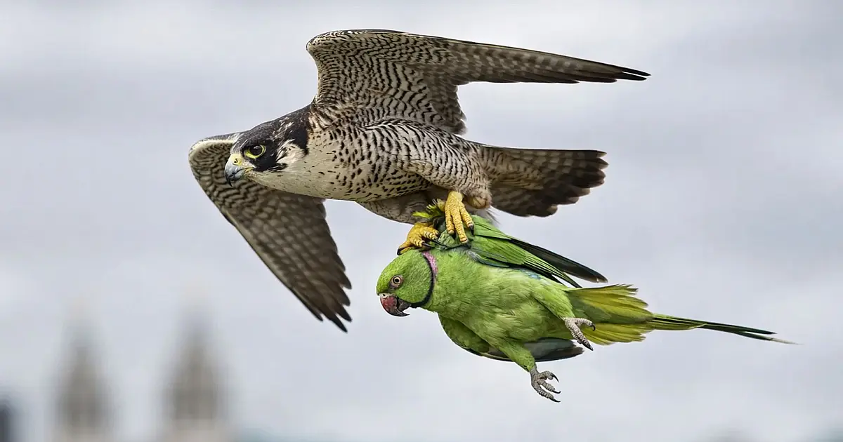 Falcões peregrinos voltam a dominar os céus urbanos do Reino Unido
