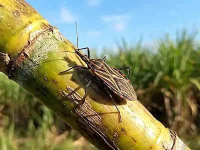 Surto de doença de Chagas em Ananindeua (PA) registra 4 mortes e 14 casos em janeiro de 2026.