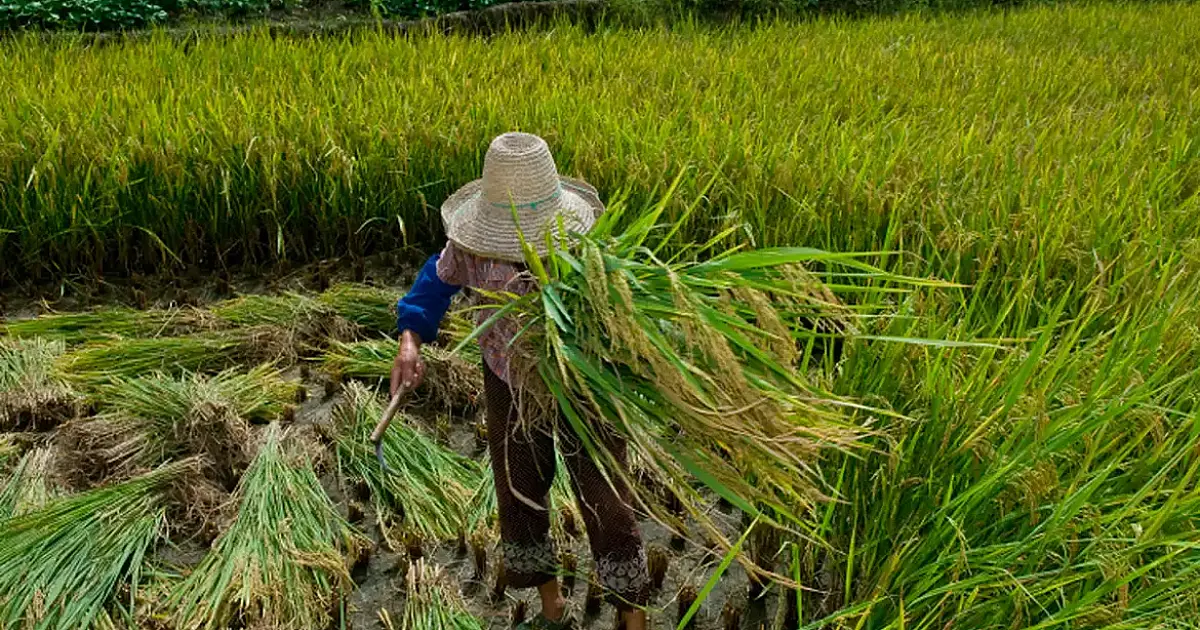 Promulgação do Protocolo da OIT reforça combate ao trabalho forçado no Brasil