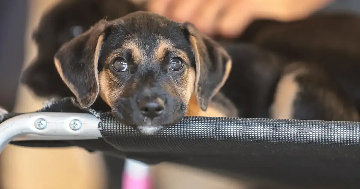 Convívio com animais e ações educativas: como ensinar empatia e quebrar o ciclo da violência no Brasil após caso chocante em Florianópolis