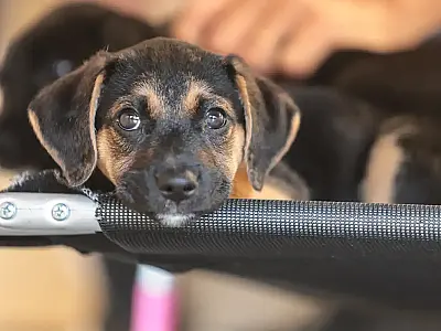 Instituto Ampara Animal e programas públicos promovem empatia em crianças.