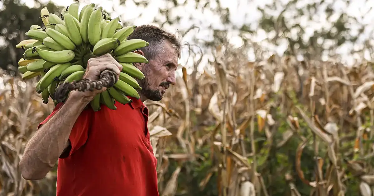 Câmara aprova uso de recursos do FGO no Pronaf e abre caminho para ampliar garantias no crédito da agricultura familiar