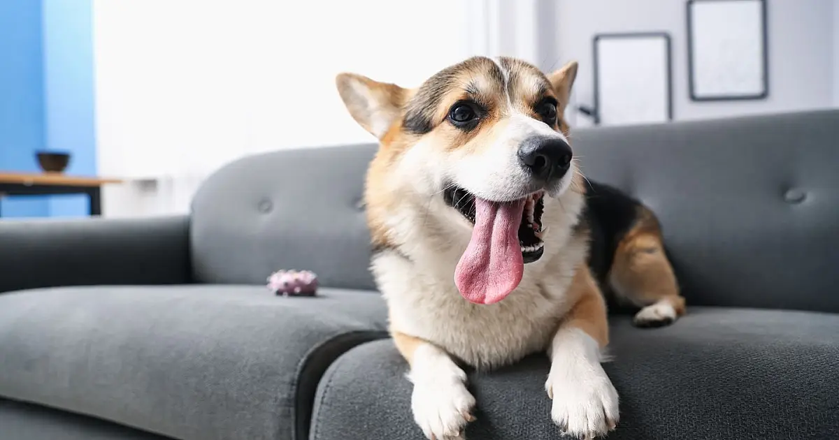 Cachorro em ambiente doméstico.