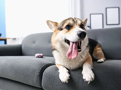 Coronavírus canino é altamente infeccioso entre cães e preocupa especialistas em saúde animal.