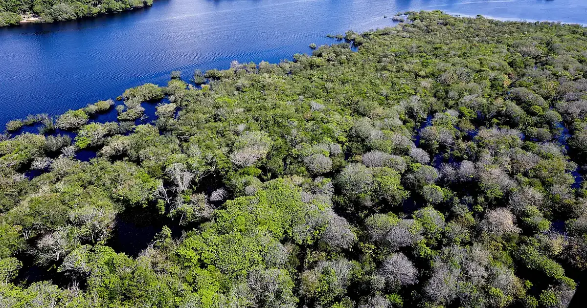 Governo federal lança edital de R$ 131,9 milhões para combater desmatamento na Amazônia em 48 municípios