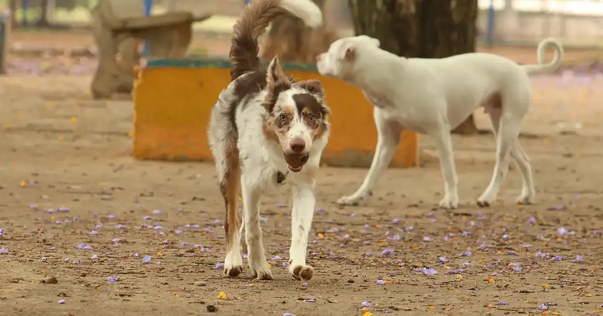 Exposição a multidões no carnaval traz riscos graves à saúde dos animais de estimação
