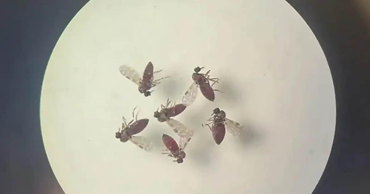 Febre do Oropouche desafia médicos: estudo de Manaus revela sintomas distintos da dengue e alerta para expansão da doença no Brasil em 2026