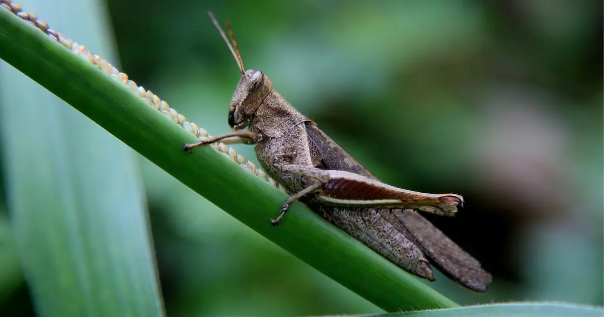 Grilo sobre folha em ambiente de jardim durante a noite.