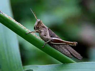 Canto dos grilos é associado a energia positiva e equilíbrio ambiental.