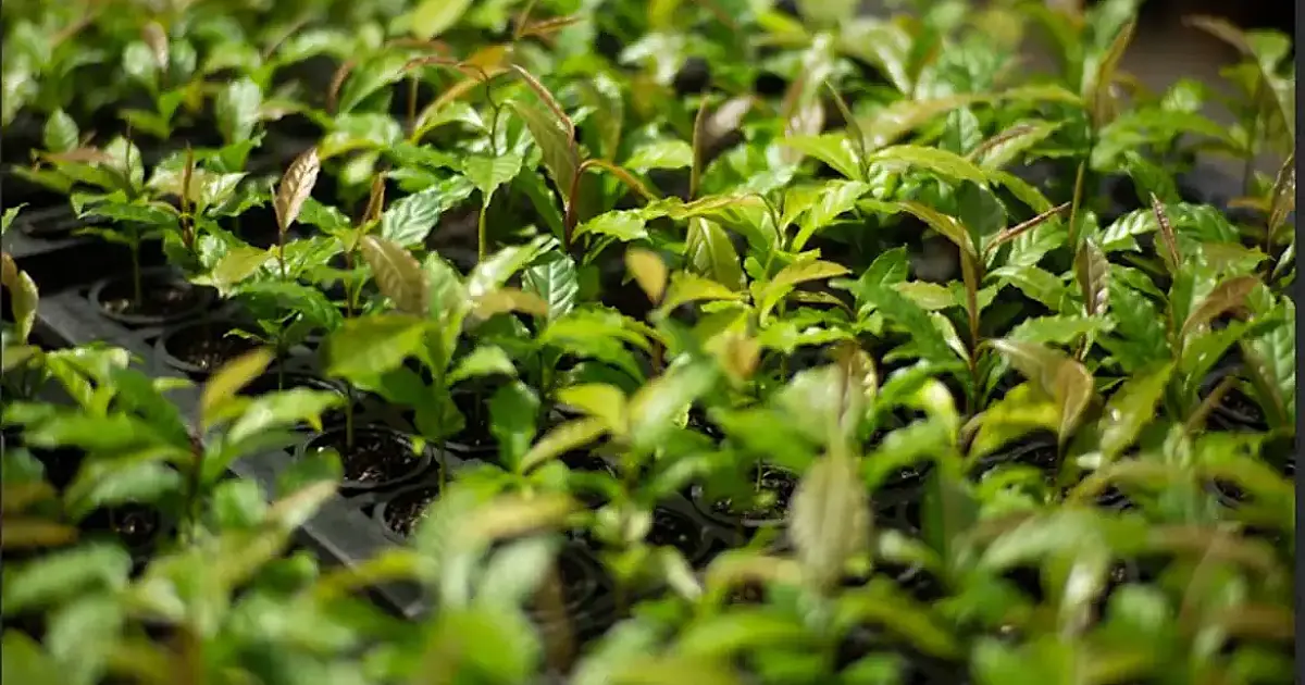 Mata Atlântica deixa rótulo de bioma devastado e se firma como modelo de restauração florestal