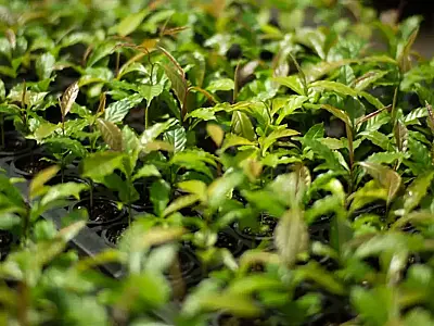 A restauração da Mata Atlântica usa seleção genética, participação privada e metas ambiciosas para transformar um bioma devastado em exemplo de recuperação florestal.