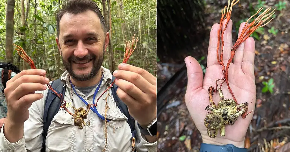 Descoberta inédita na Amazônia: fungo zumbi transforma tarântula gigante em marionete na Reserva Ducke e viraliza entre cientistas e fãs de The Last of Us