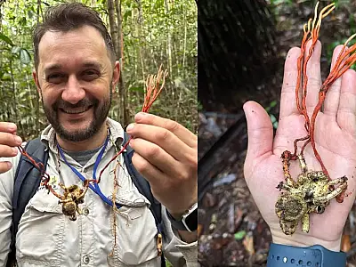 Professor da UFSC, Elisandro Ricardo Drechsler-Santos fez parte da expedição que encontrou a tarântula infectada.