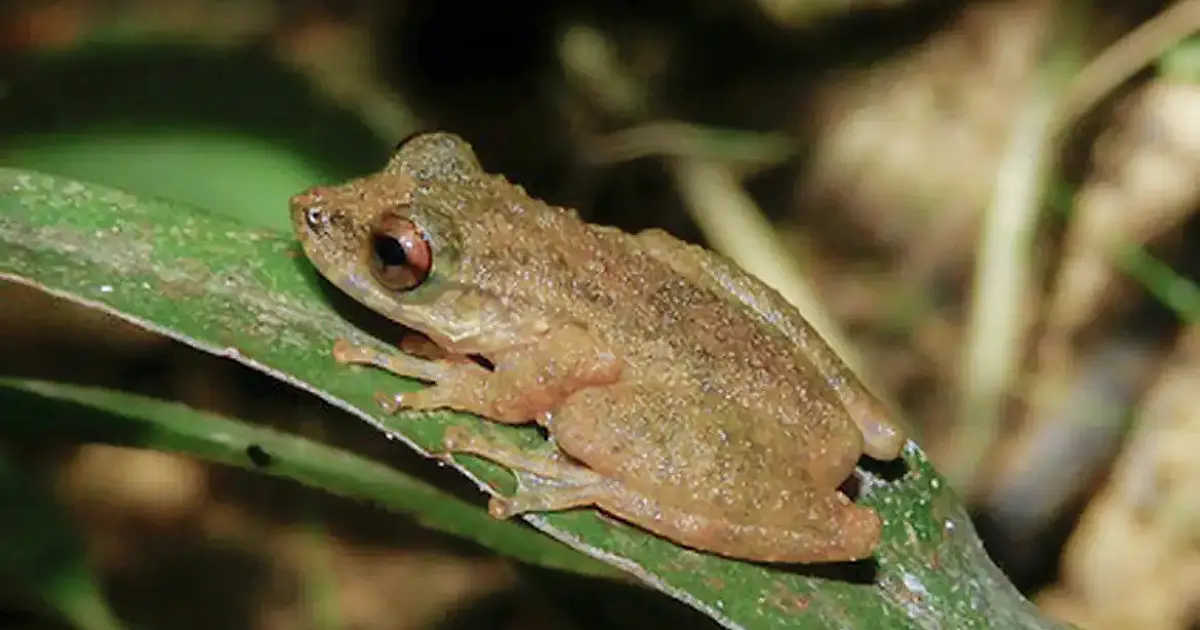 Nova perereca Ololygon paracatu é descoberta em riachos do cerrado mineiro