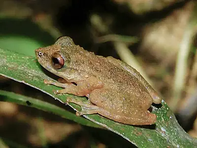 Nova espécie de perereca, vive exclusivamente em rios de pequeno porte e matas ciliares no Cerrado.