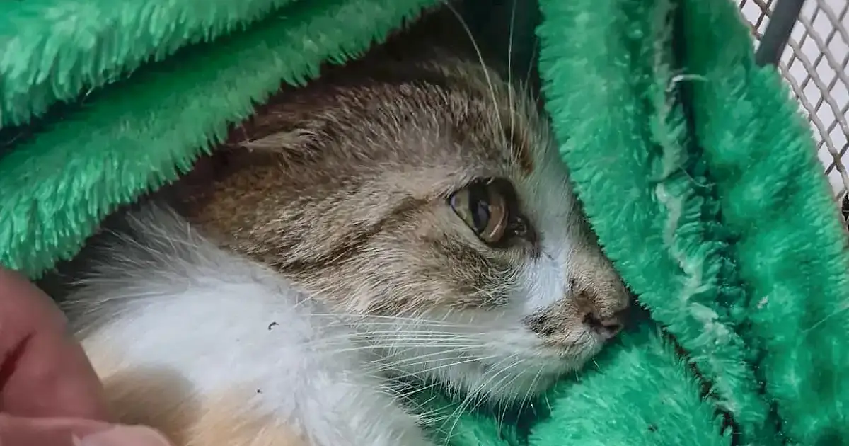 Mulher é presa em flagrante após arremessar gata do 12º andar de prédio no centro de Curitiba e gerar comoção nacional