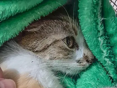 Uma mulher foi presa após arremessar gata do 12º andar em Curitiba.