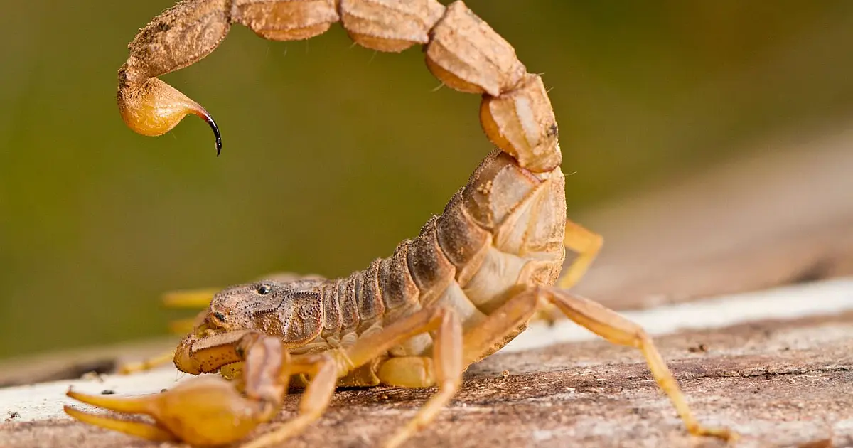 Escorpião em ambiente natural com cauda levantada pronta para ataque