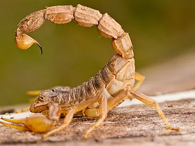 Algumas espécies de escorpiões possuem venenos extremamente potentes