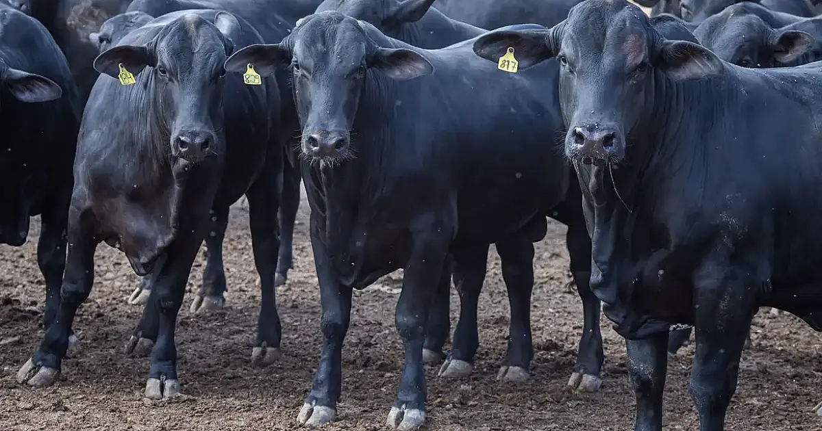 CMN corta juros no Pronaf para cooperativas rurais e reforça Funcafé com R$ 7,37 bilhões em safra decisiva