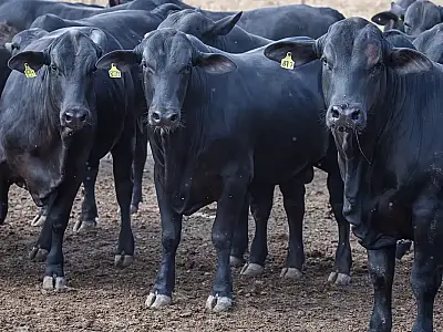 Conselho Monetário Nacional corta juros de financiamentos no Pronaf para cooperativas, estimulando produtividade na pecuária de corte e leite.