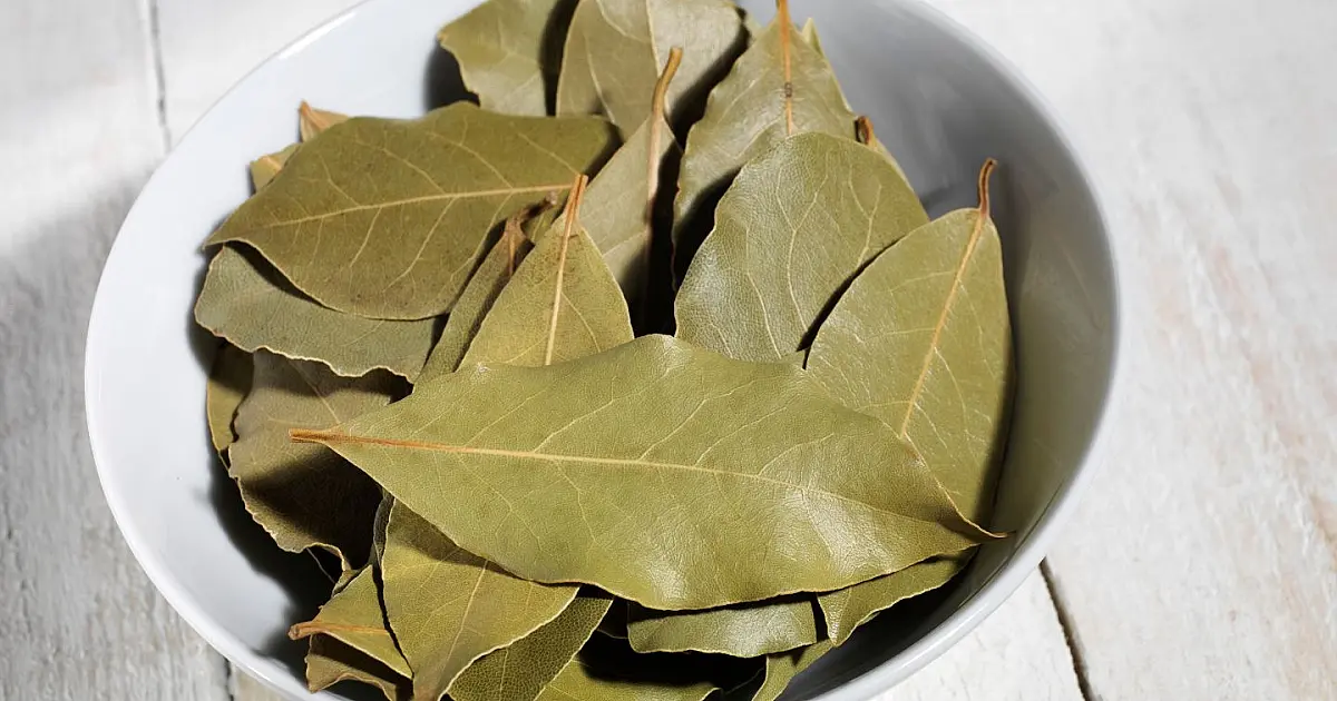 Folhas de louro em tigela utilizadas em rituais simbólicos de prosperidade e energia financeira.