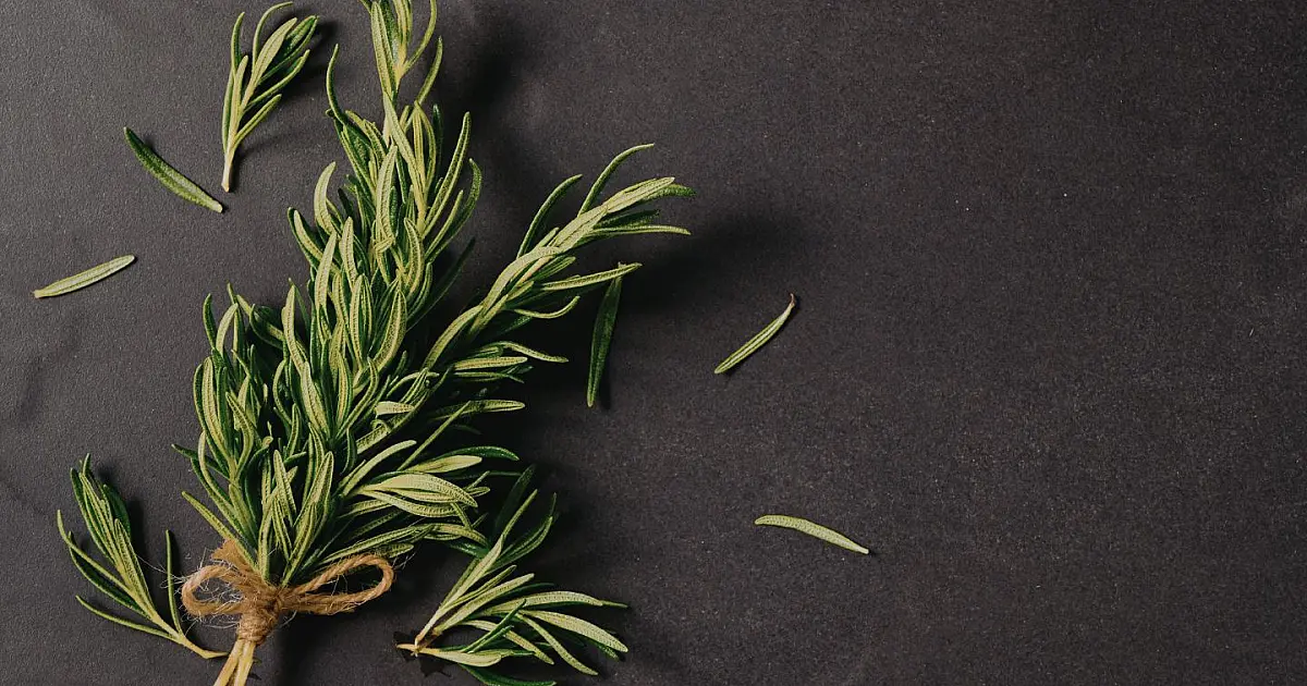 Ramo fresco de alecrim sobre superfície escura