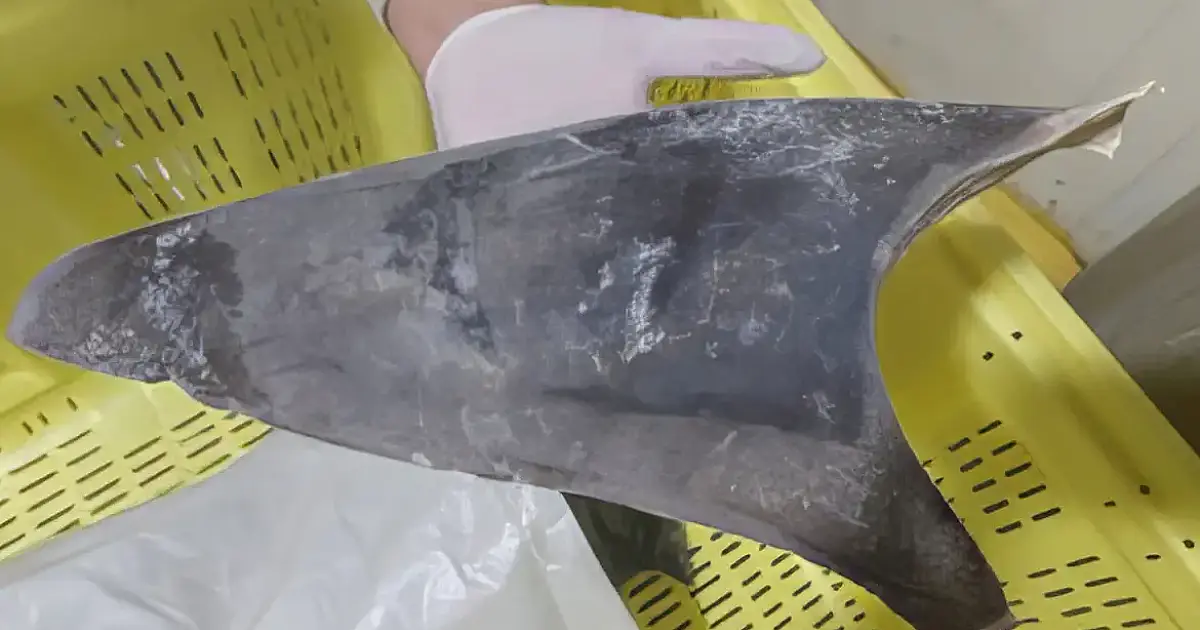 Ibama veta exportação de barbatanas de tubarão-azul e reforça proteção a espécie vulnerável nos oceanos brasileiros