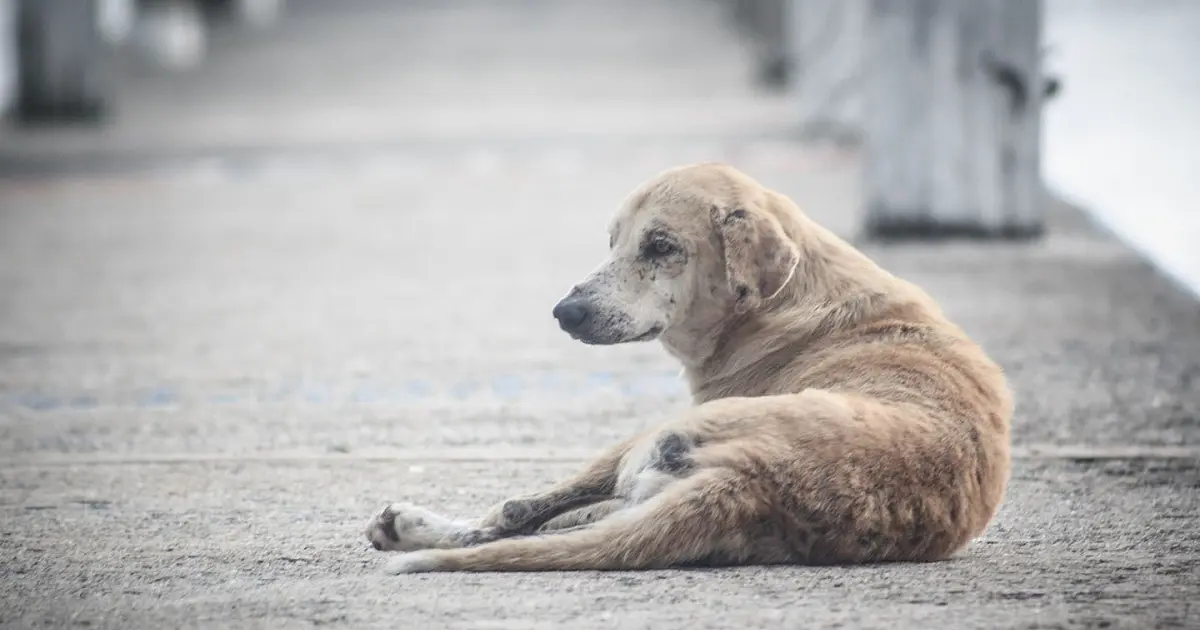 Cachorro caminhando sozinho em rua da cidade sem guia ou responsável
