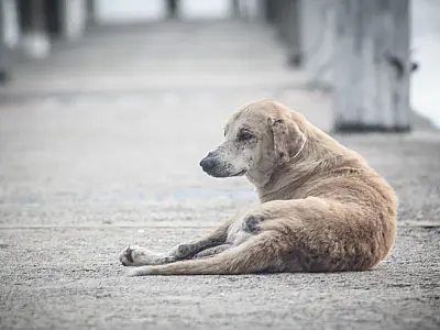 Lei municipal prevê multa para tutores que deixarem cães soltos em vias públicas.