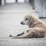 Nova lei prevê multa de até R$ 826 para cães soltos nas ruas