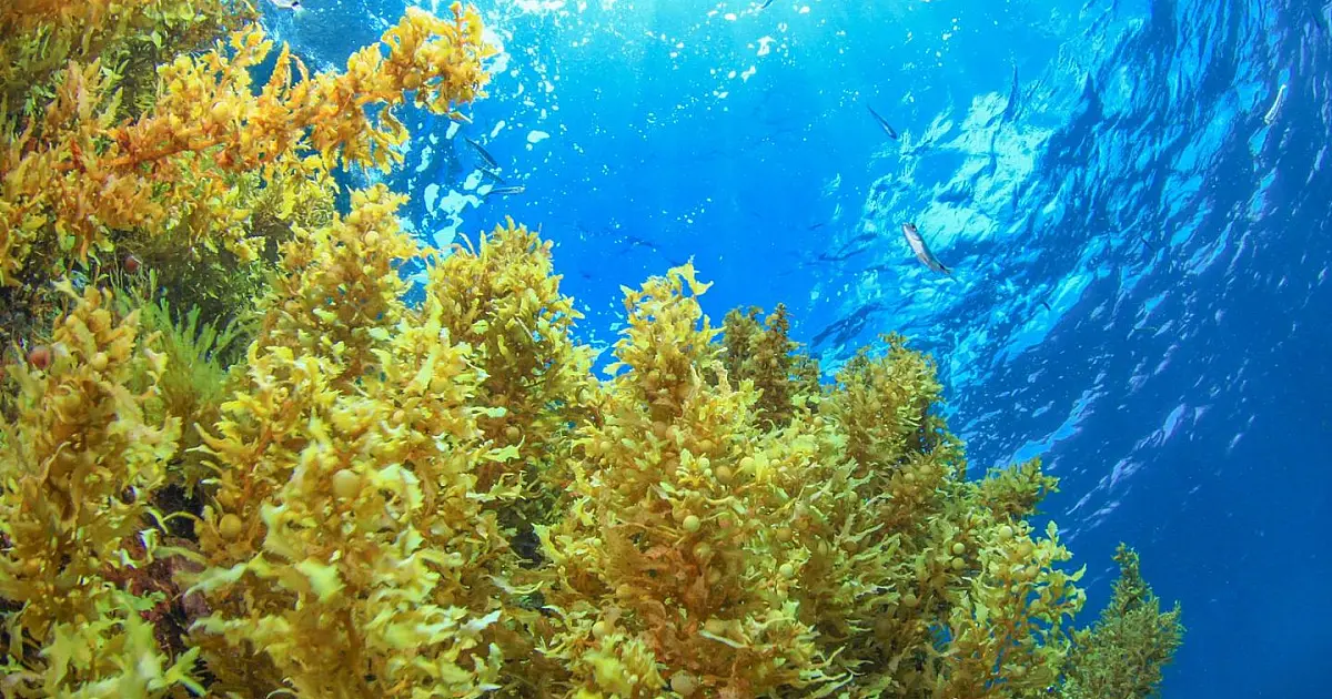 Paisagem com grande quantidade de algas sargassum acumuladas na superfície do oceano.