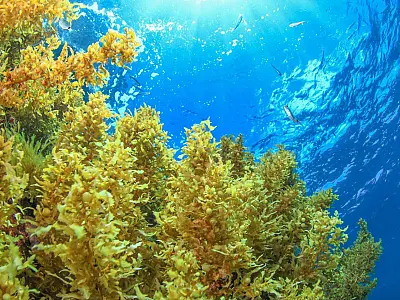 Acúmulo de sargassum no Atlântico forma extensa faixa entre África e Caribe.