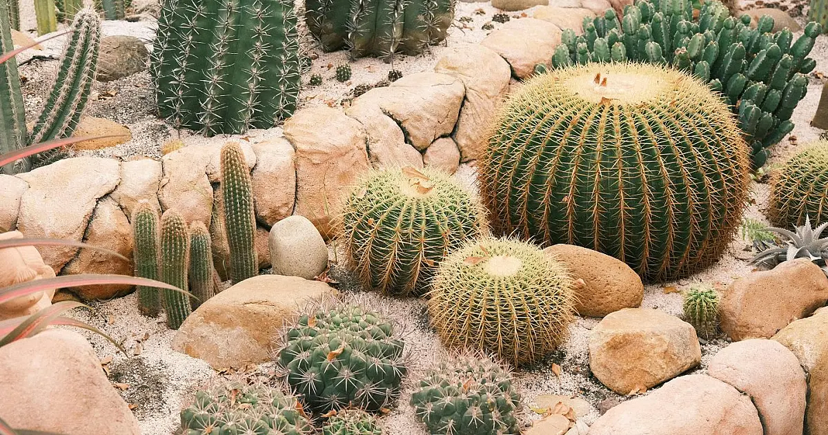Vasos com cactos usados na decoração de ambientes internos