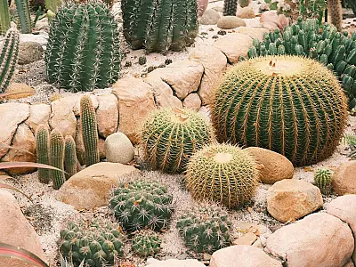 Cactos podem simbolizar prosperidade e proteção energética segundo o Feng Shui