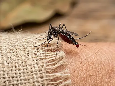 Como os mosquitos decidem quem picar?
