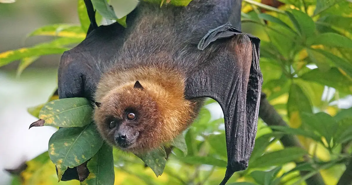 Morcego pendurado de cabeça para baixo em folha durante a noite