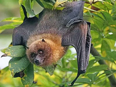 Morcegos ajudam no controle de insetos e na dispersão de sementes