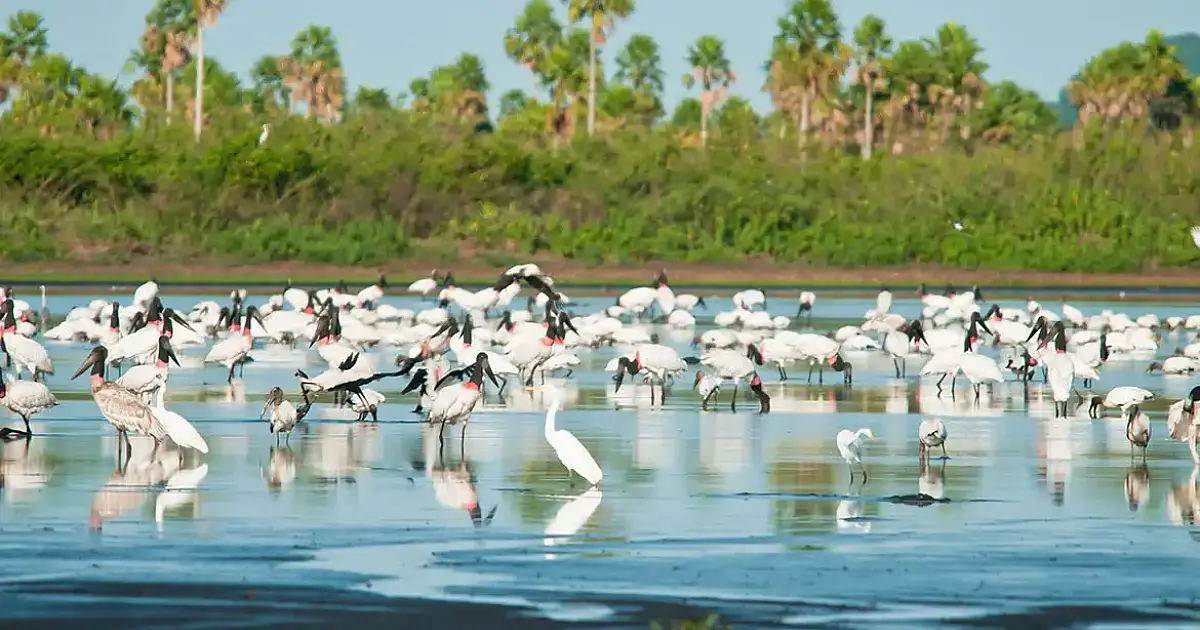 Governo federal expande proteções no Pantanal e cria reserva inédita no Cerrado mineiro com 148 mil hectares
