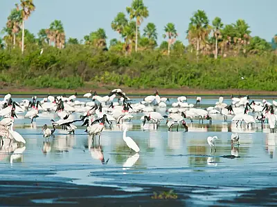 Nova reserva no Norte de Minas e ampliações no Pantanal somam 148 mil hectares protegidos.